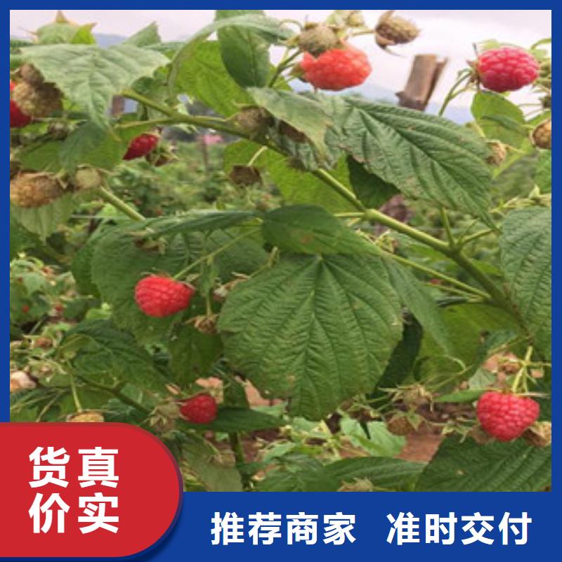 树莓苗品质优良采购