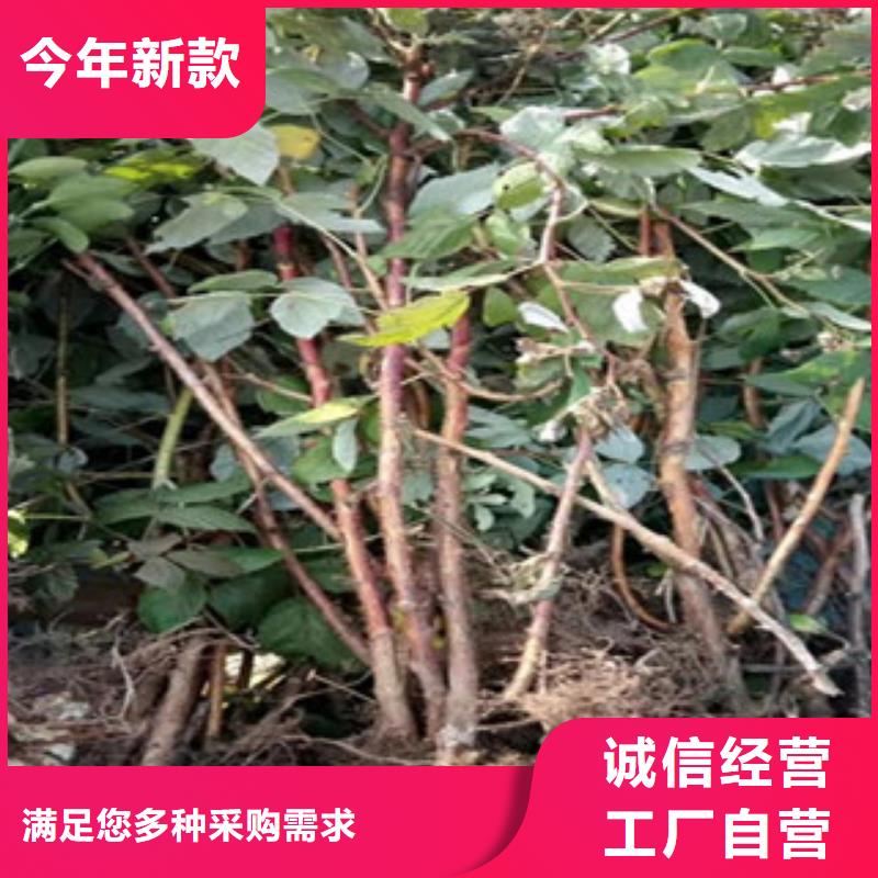 #树莓苗#欢迎来厂参观