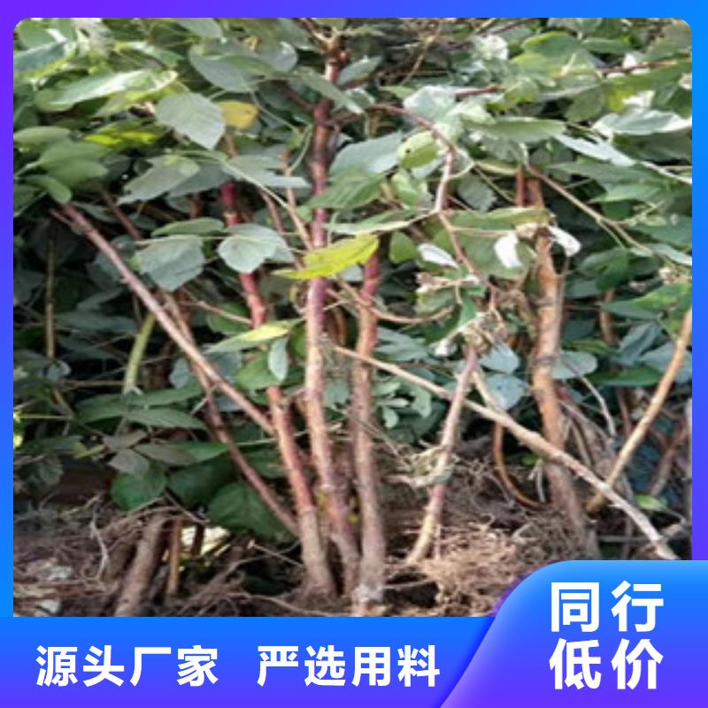 供应批发树莓苗-放心产品优势特点