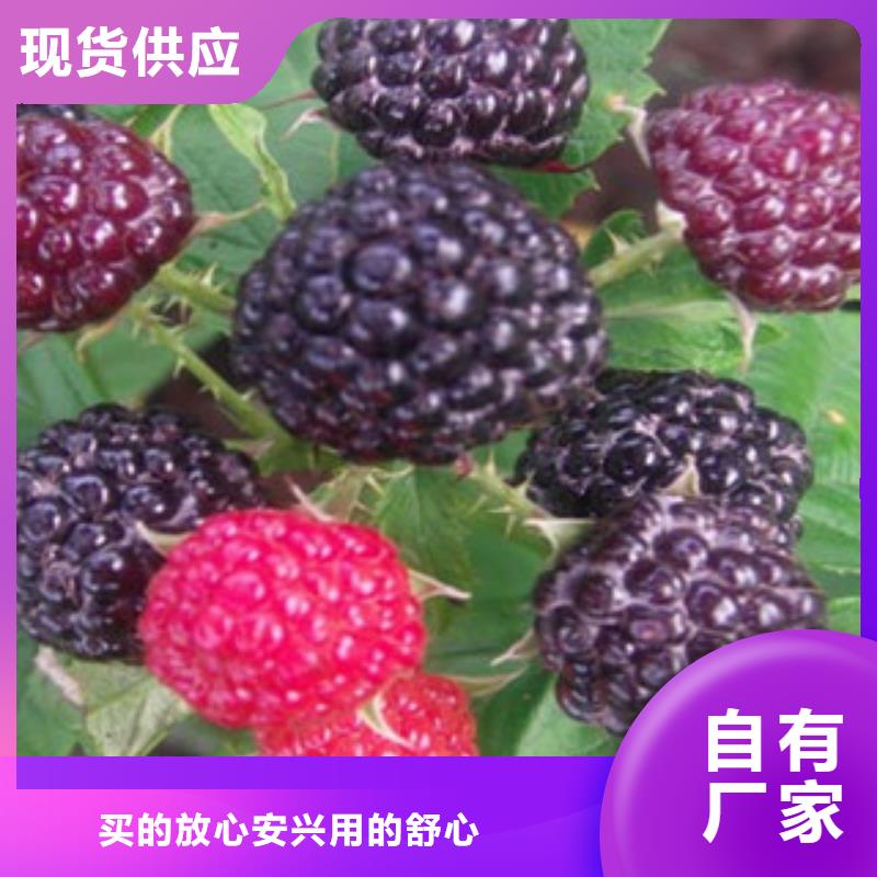 树莓苗价格欢迎来电