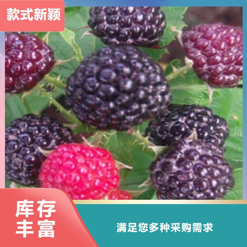 树莓苗企业-让您放心