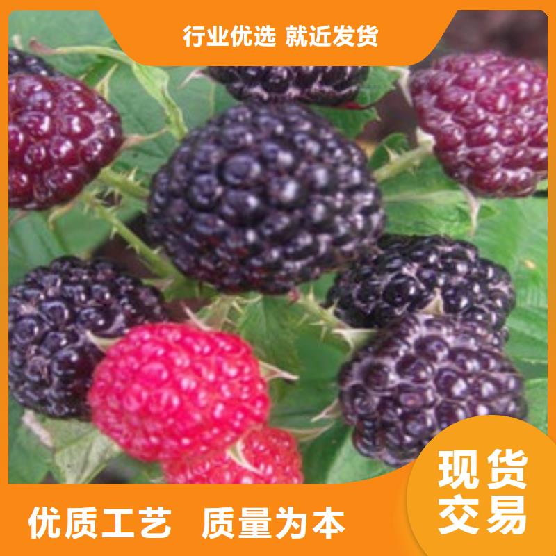 #树莓苗#供应商本地生产厂家