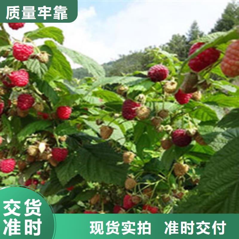 采购树莓苗必看-价格低货源报价