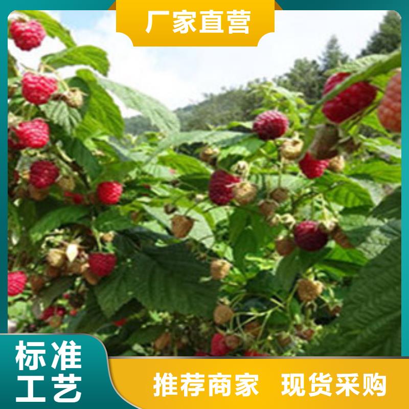 欢迎访问#树莓苗#实体厂家