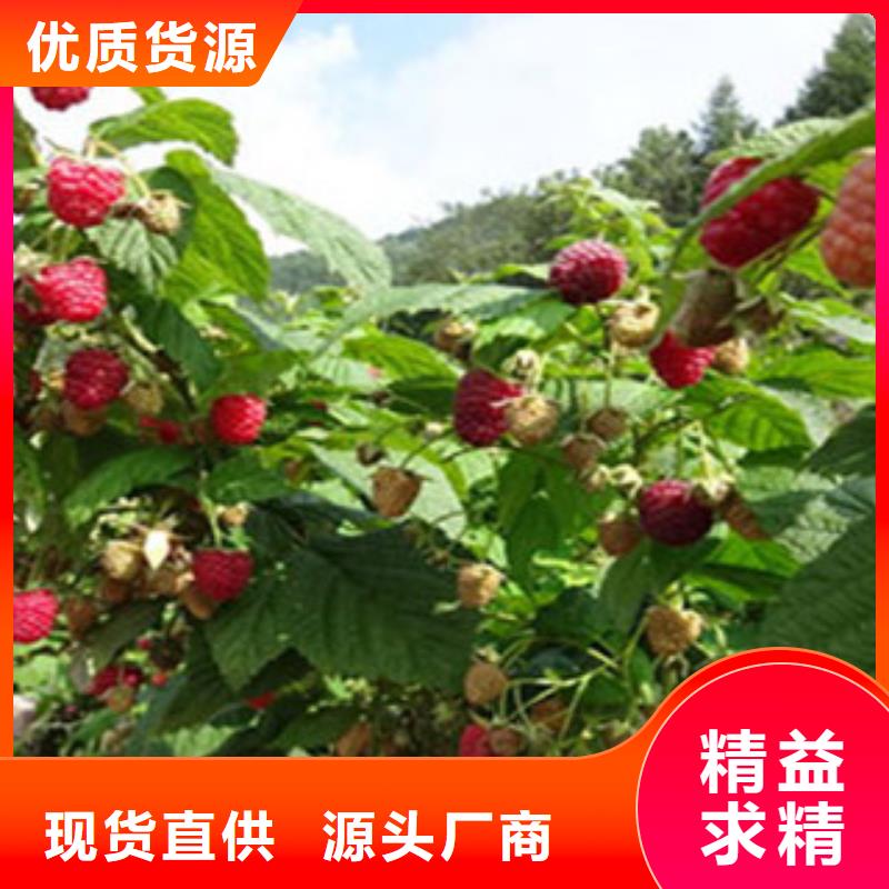 树莓苗价格欢迎来电