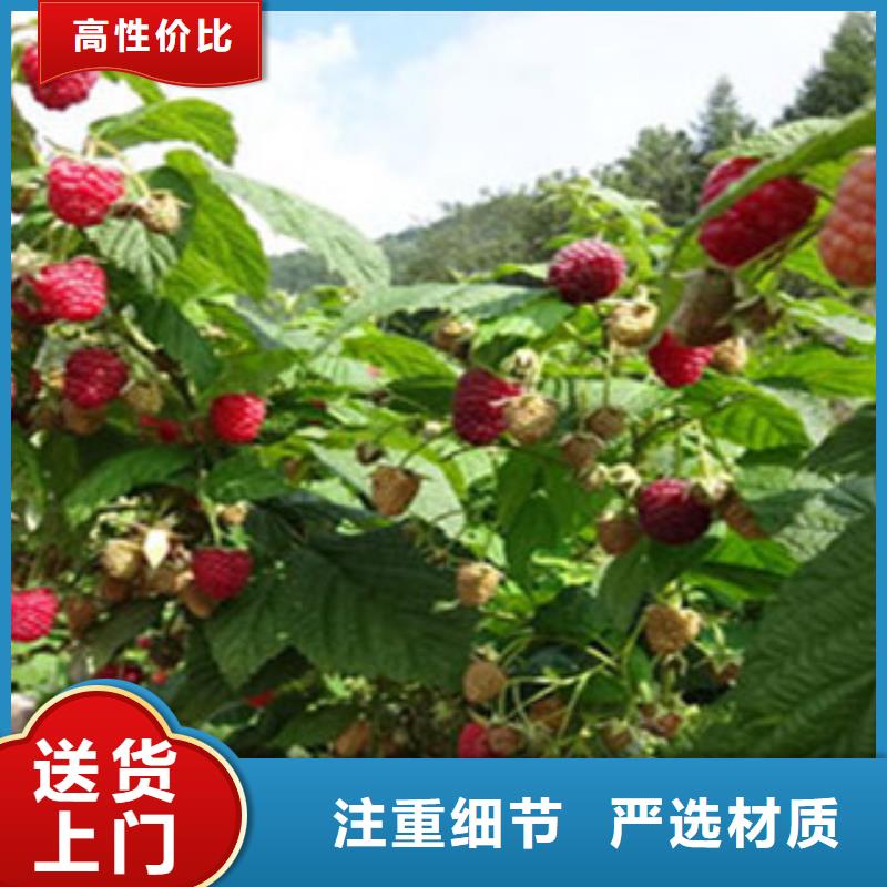 树莓苗、树莓苗厂家直销-质量保证