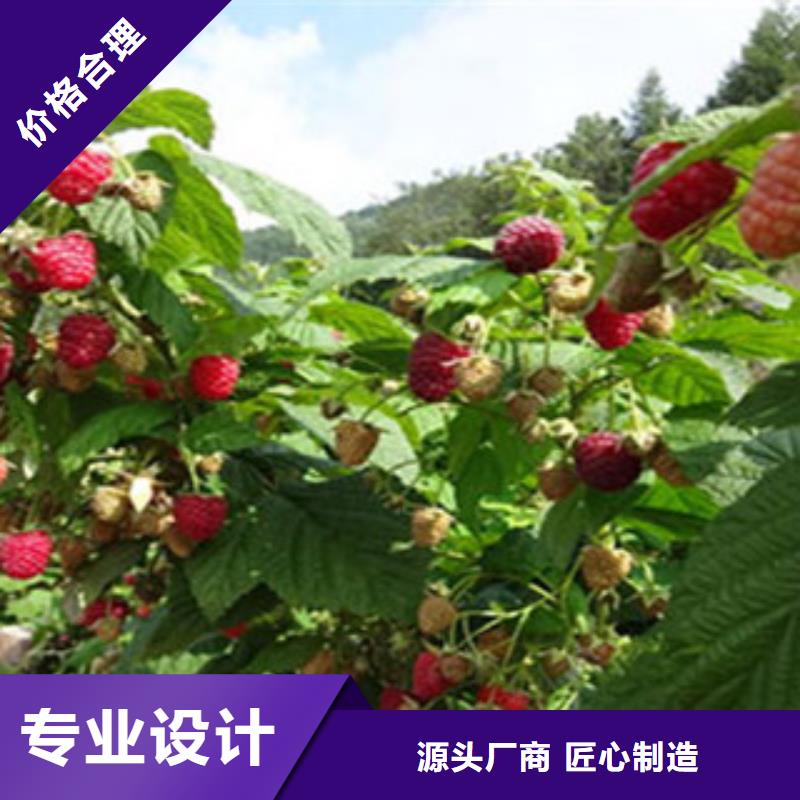 树莓苗多年经验