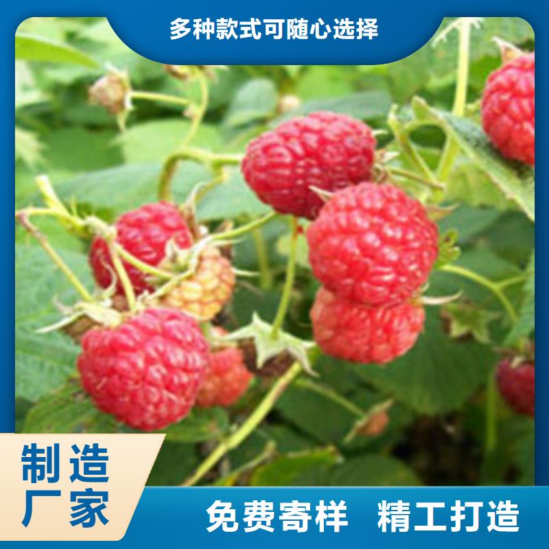 树莓苗现货上市