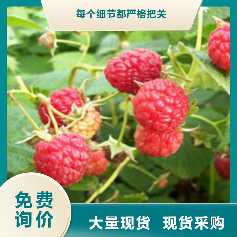 发货速度快的树莓苗批发商