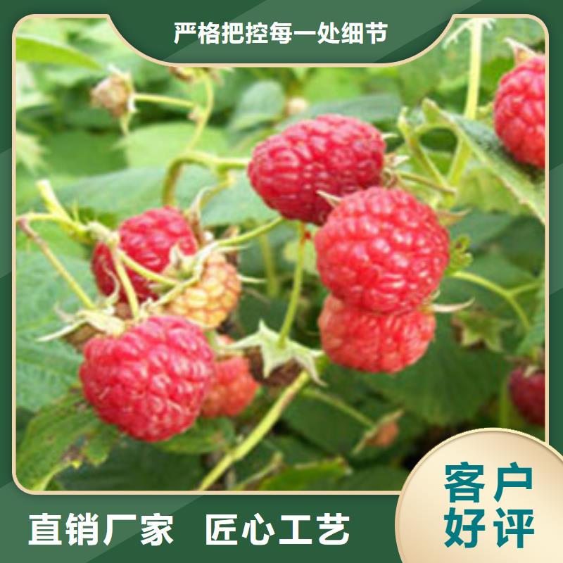树莓苗大品牌选择我们没错