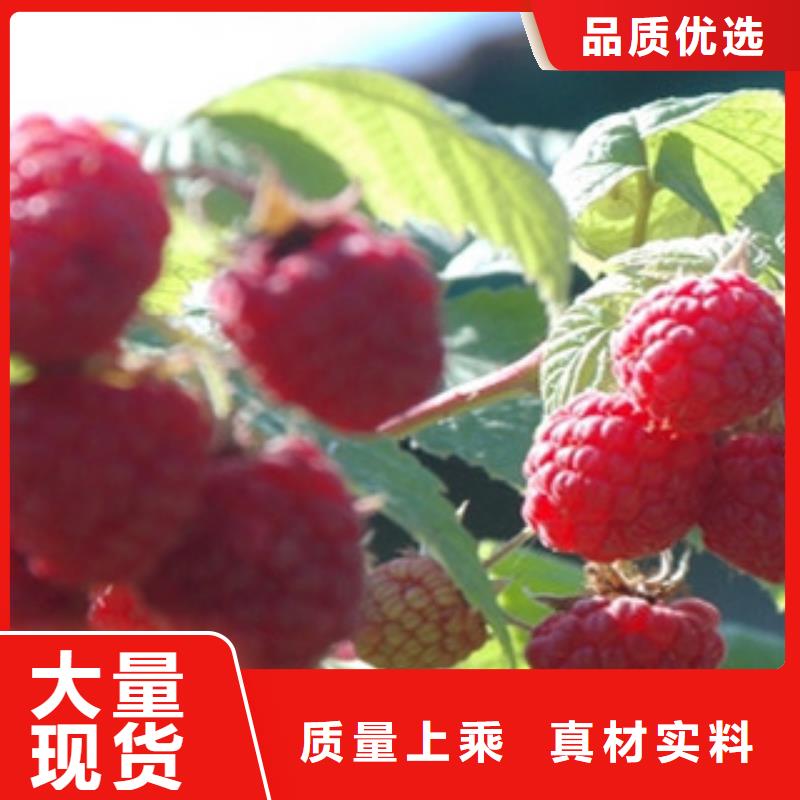 重信誉树莓苗供应厂家保质保量