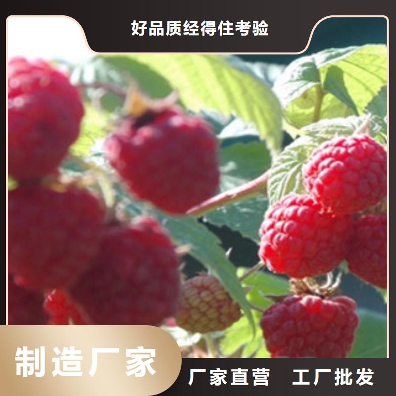 树莓苗随时发货快本地生产厂家