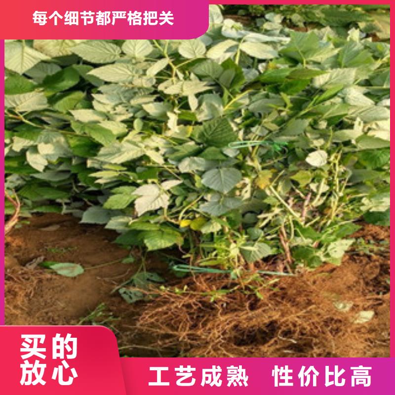 树莓苗-优质靠谱