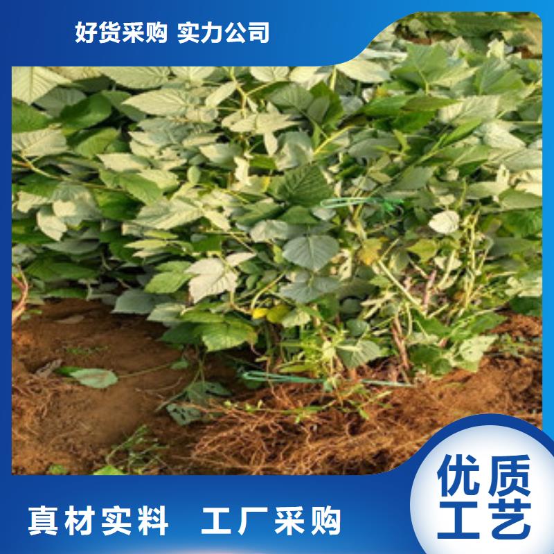 供应树莓苗_品牌厂家