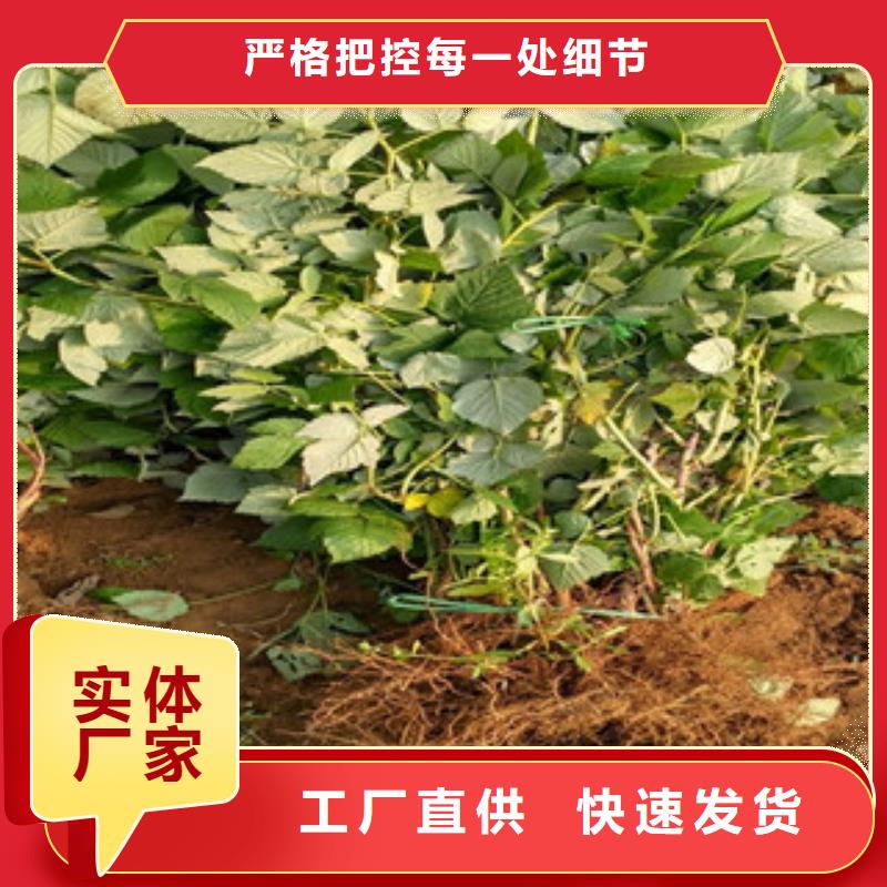 树莓苗款式齐全从源头保证品质