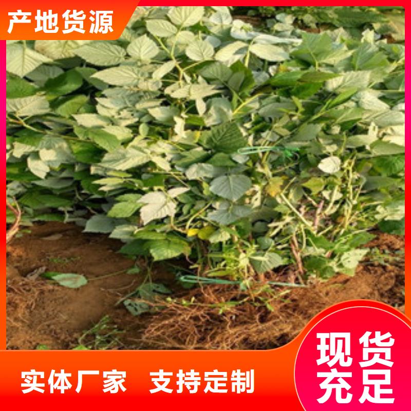树莓苗适用范围广
