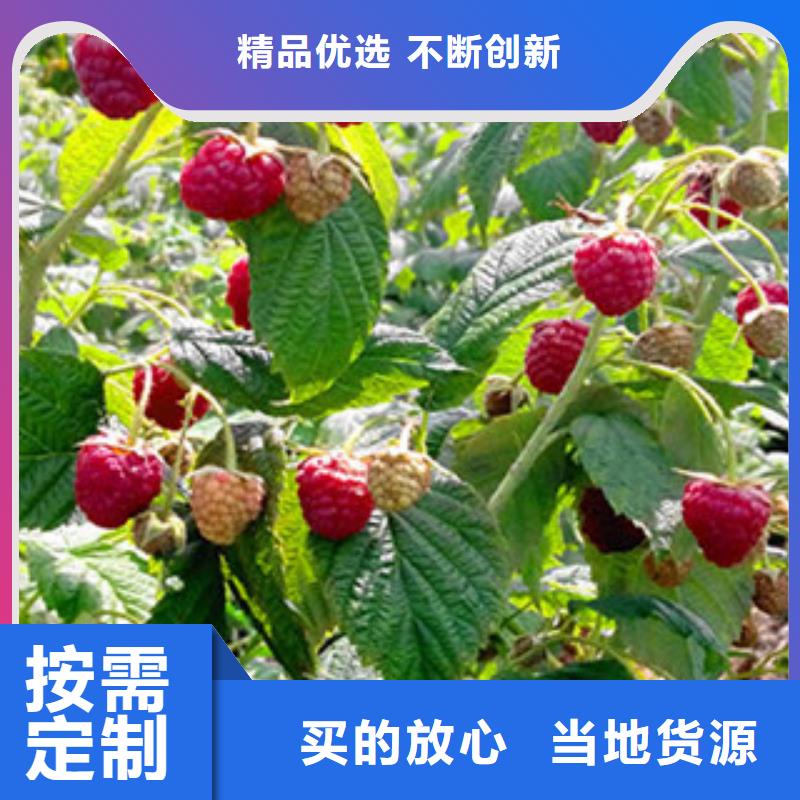 树莓苗安装