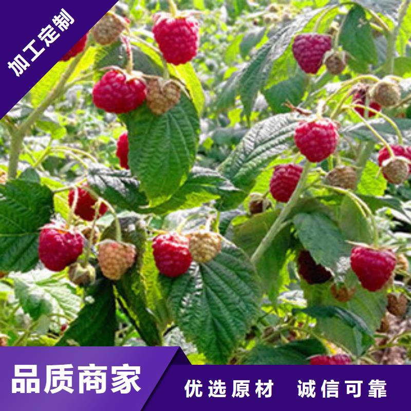 树莓苗视频展示