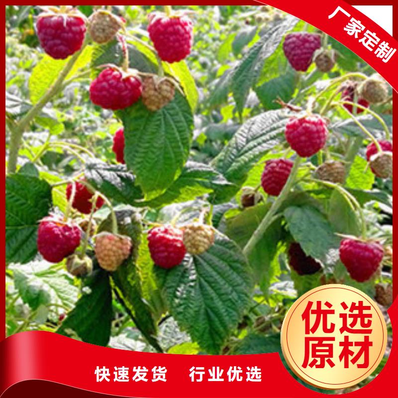 树莓苗好货