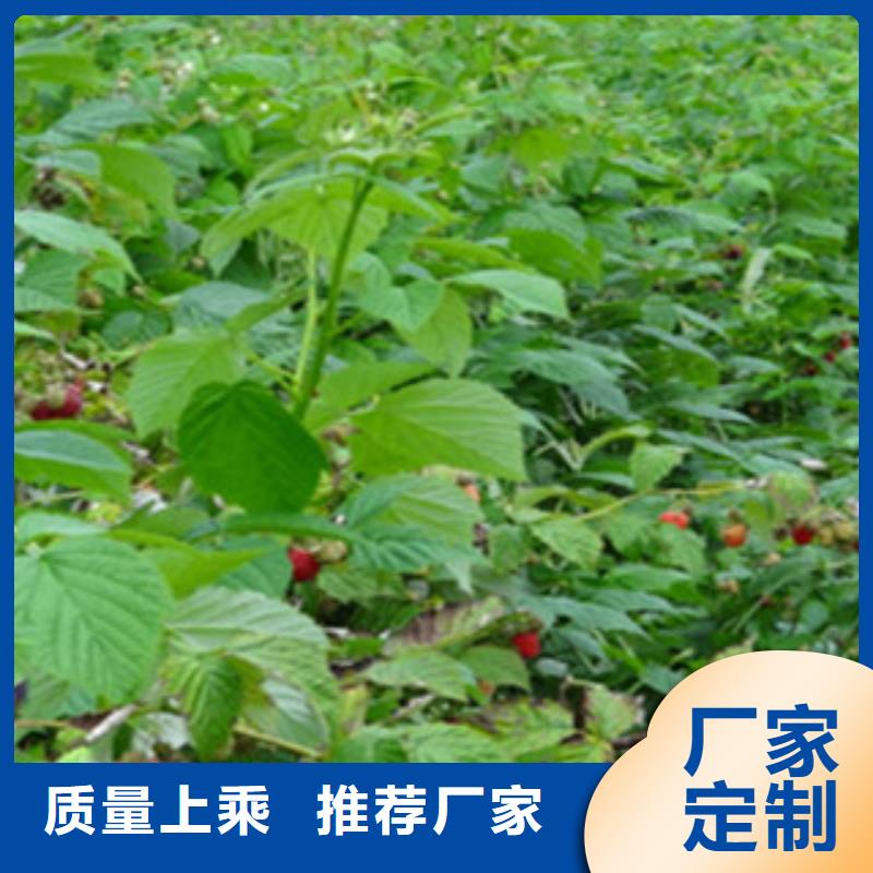 树莓苗现场安装