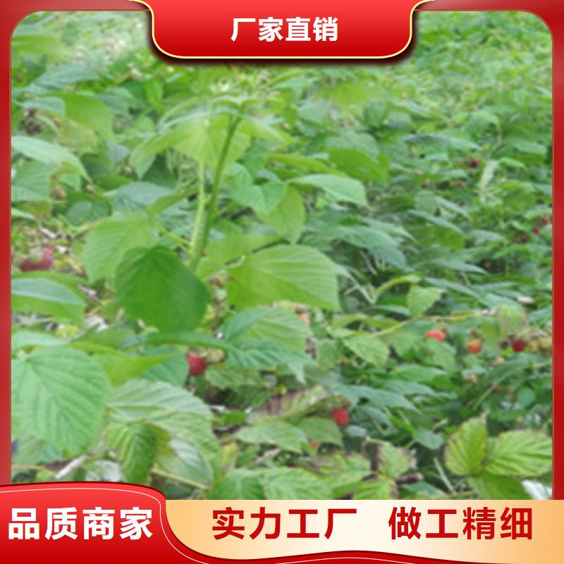 靠谱的树莓苗供货商精益求精