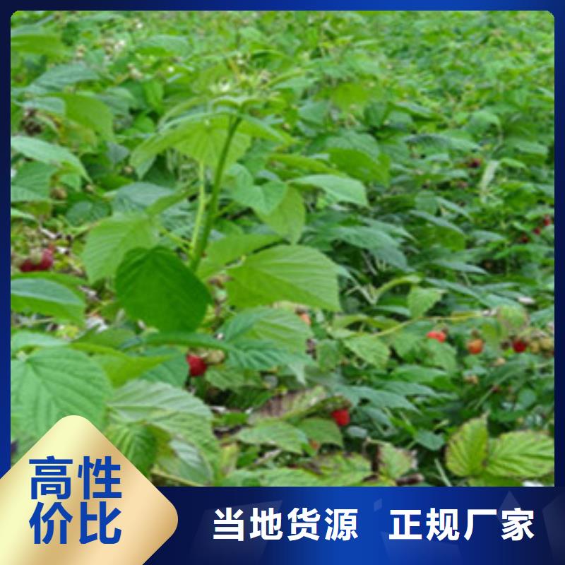 树莓苗-树莓苗放心之选厂家直销