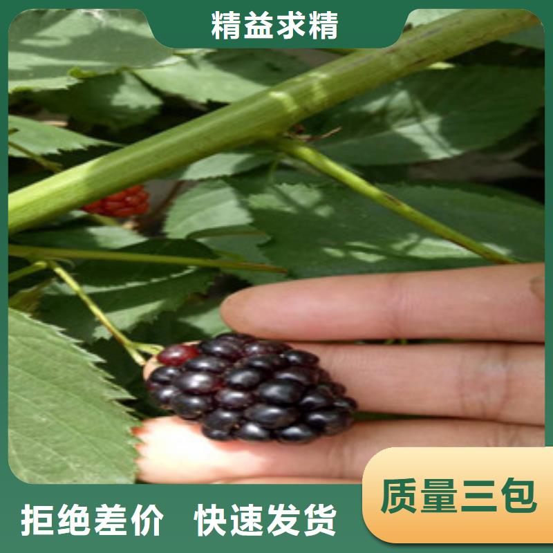 专业销售树莓苗-靠谱