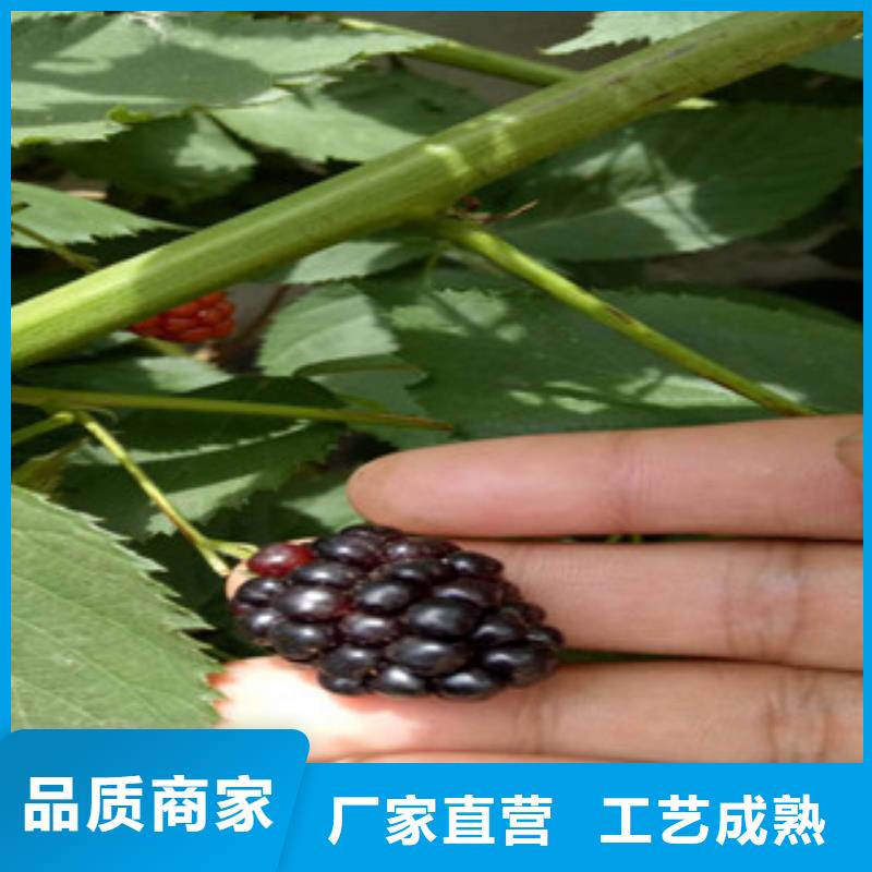 树莓苗-树莓苗货比三家当地供应商