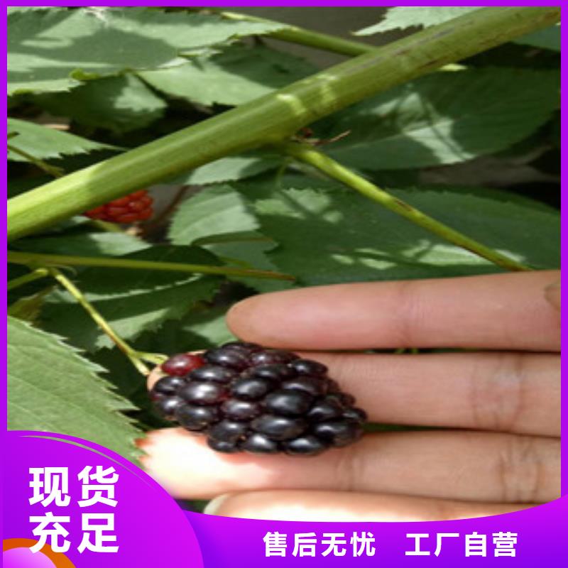 树莓苗省心的选择