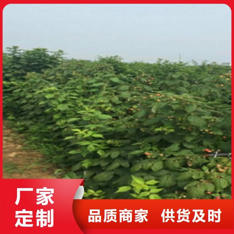 树莓苗多重优惠