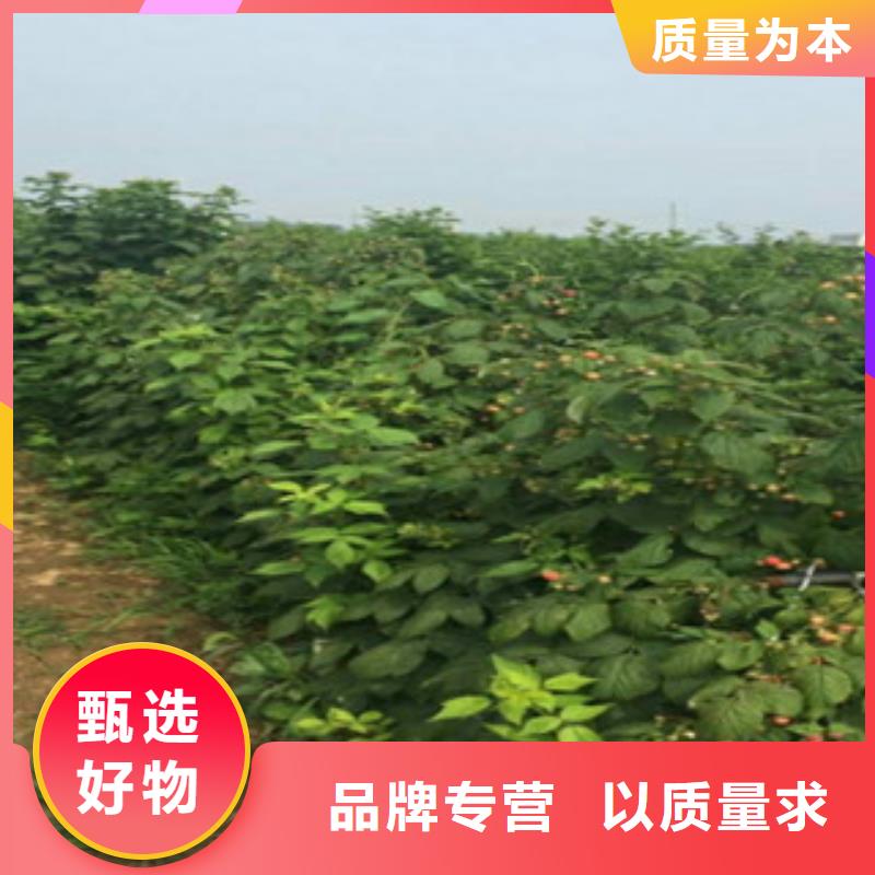 树莓苗工厂货源甄选好厂家