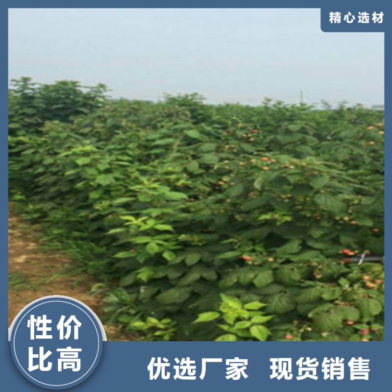树莓苗好货