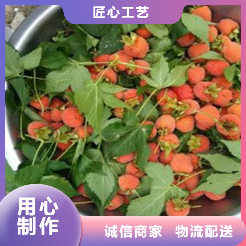树莓苗工厂直供源厂直接供货