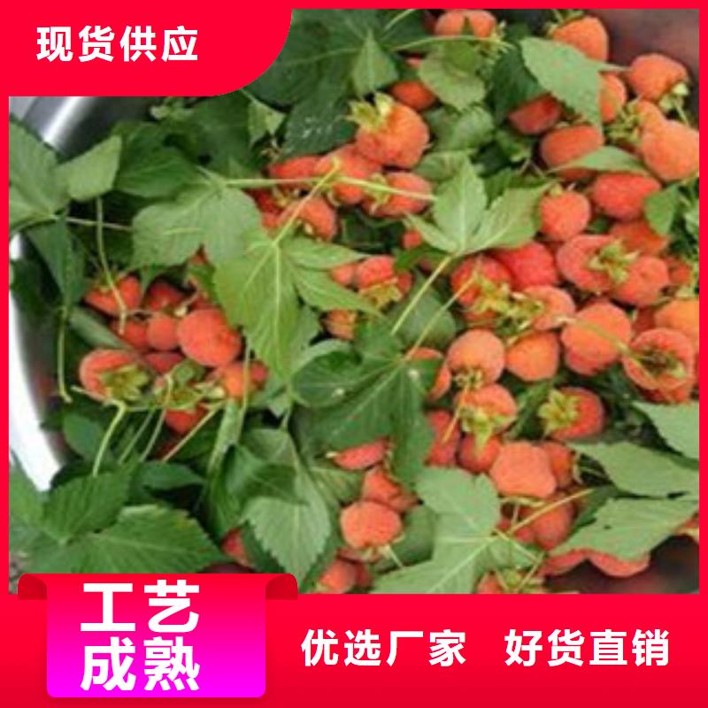 采购树莓苗必看-质量优