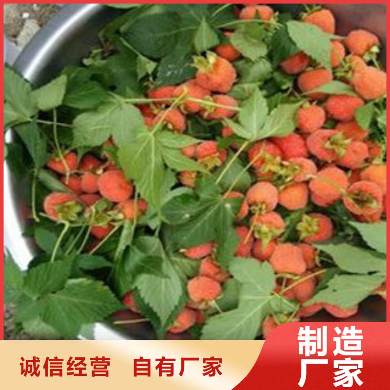 买树莓苗必看-质量优N年生产经验