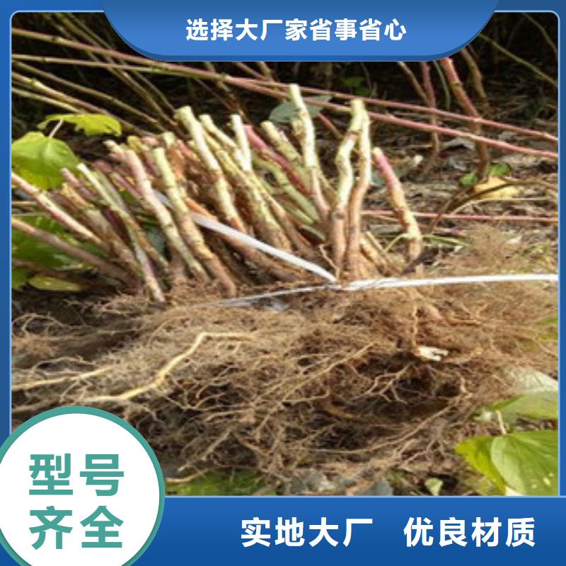 优质的树莓苗生产厂家同城品牌