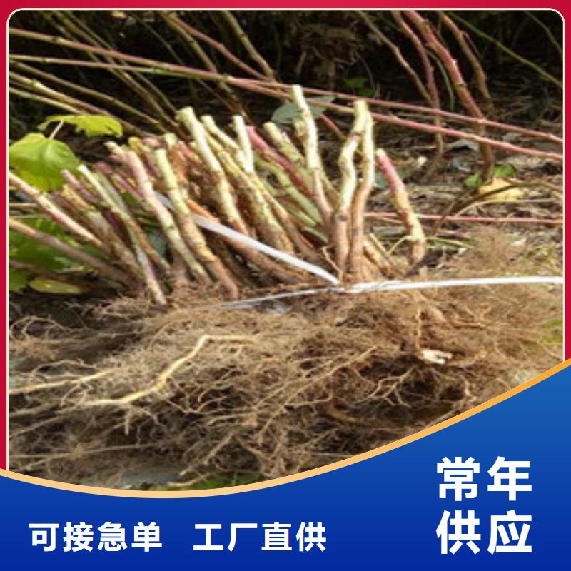 树莓苗厂家/欢迎致电专业生产团队