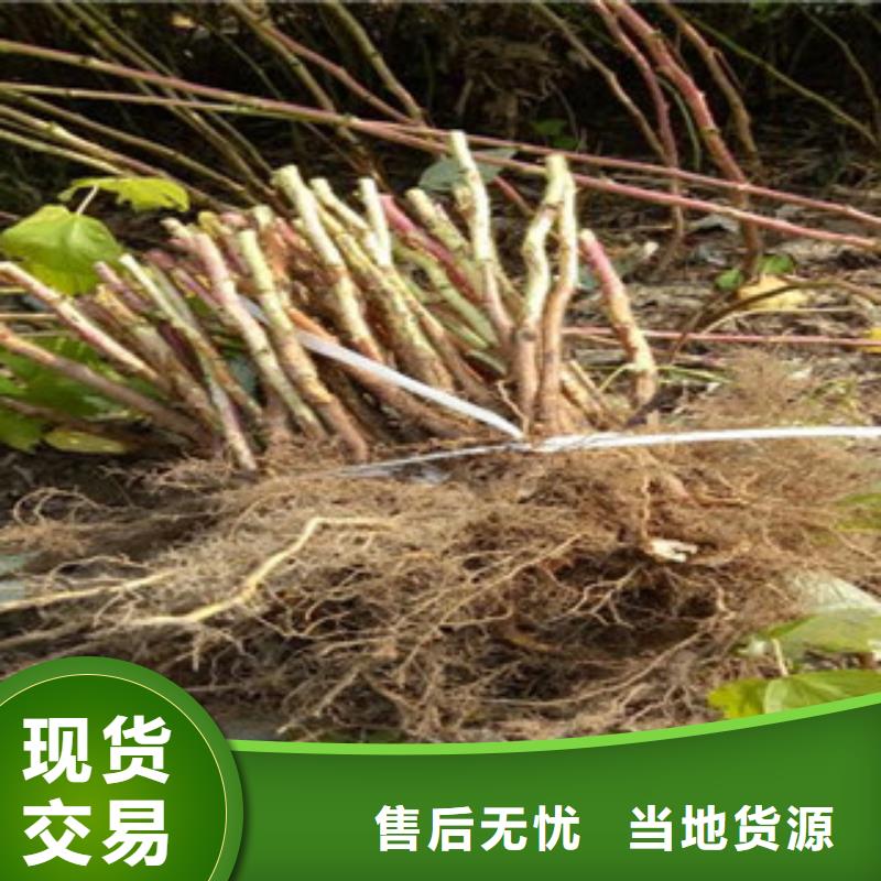树莓苗现货销售厂家一周内发货