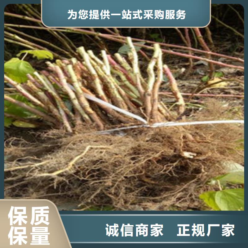 树莓苗好货