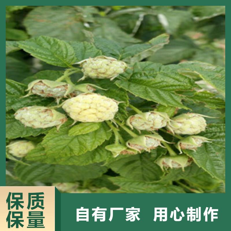 定做树莓苗的基地当地服务商