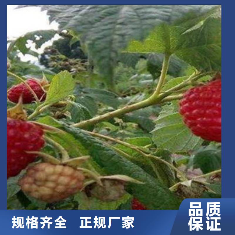 供应树莓苗_品牌厂家
