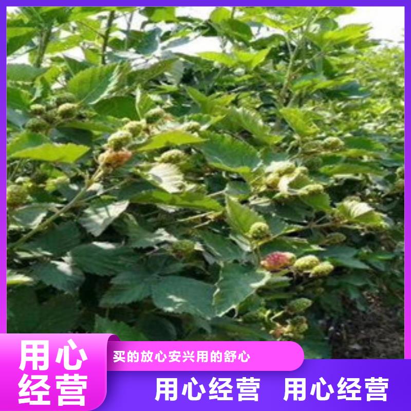 树莓苗行内优选