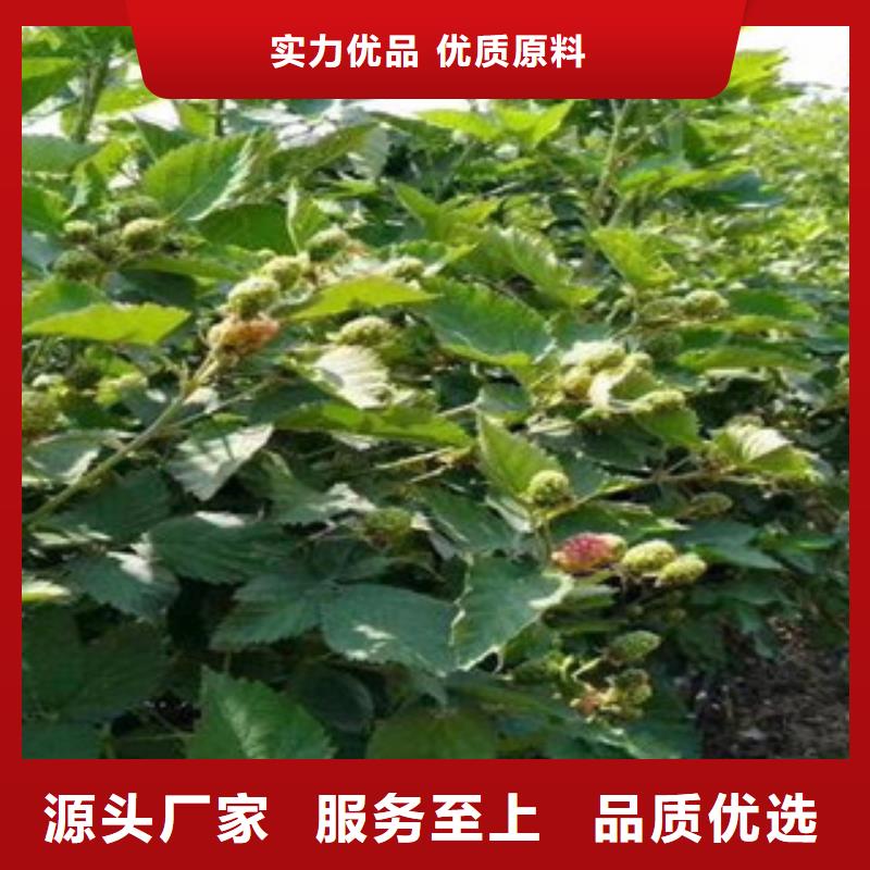 树莓苗实体厂家质量有保障