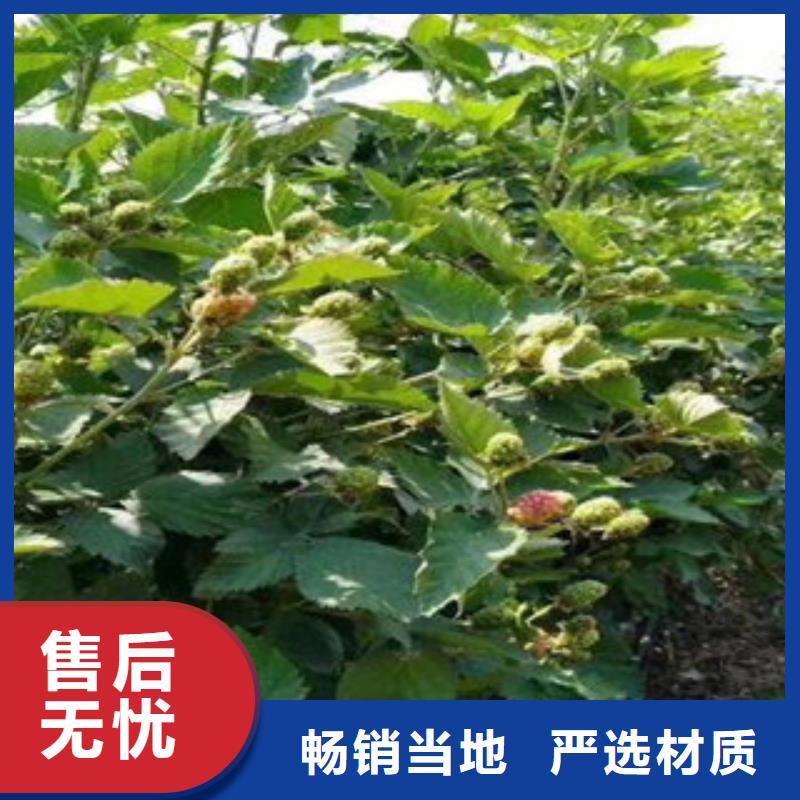 树莓苗-高质量树莓苗