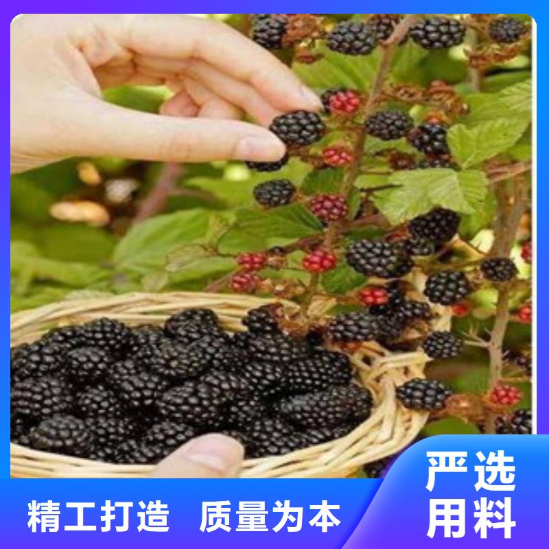 树莓苗大量现货供应多行业适用