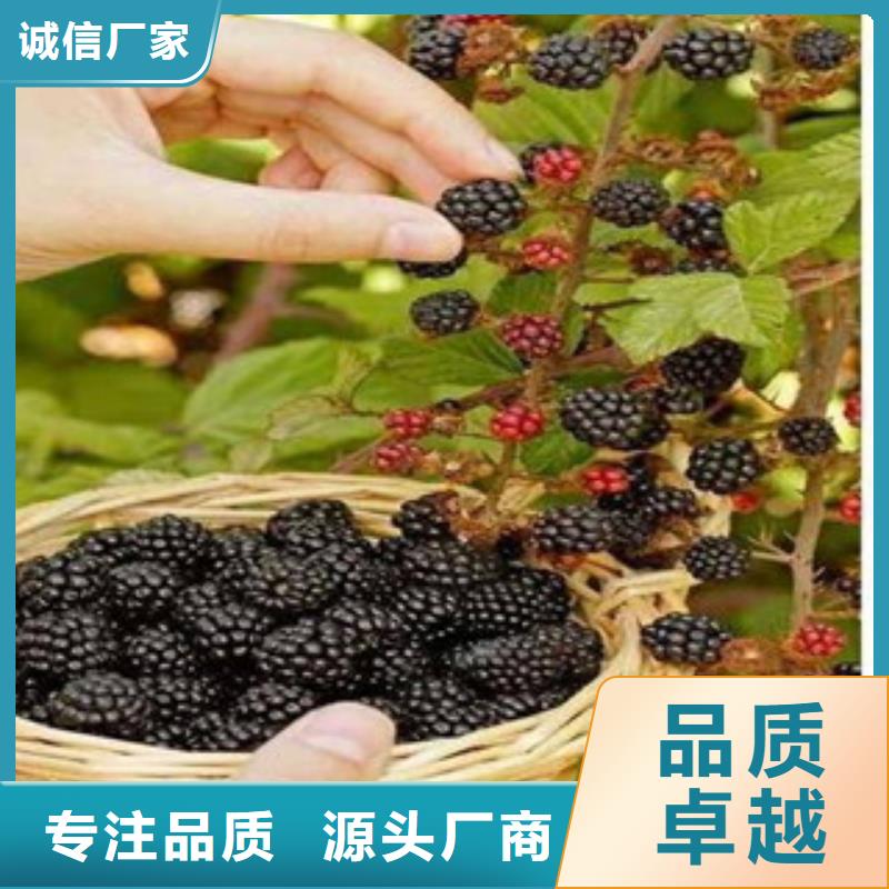 树莓苗省心的选择