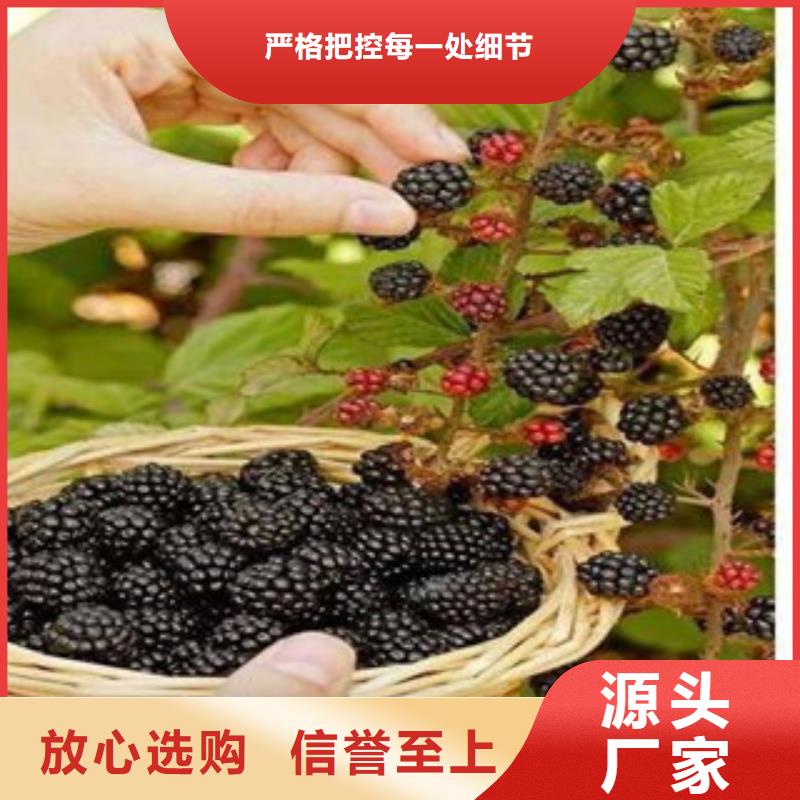 诚信为本树莓苗厂家