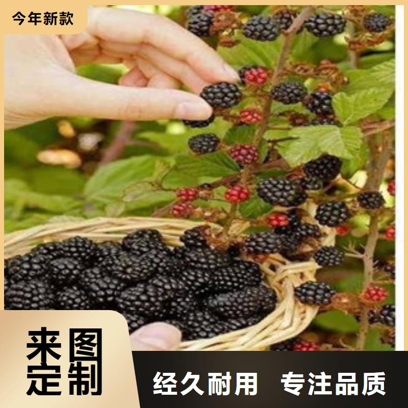 树莓苗-高质量树莓苗
