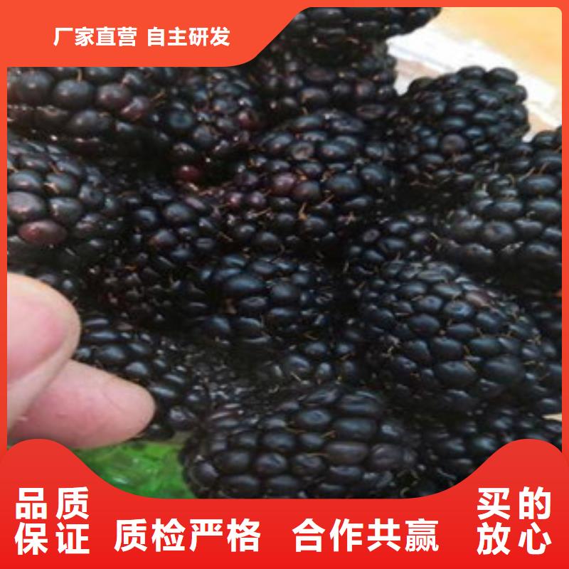 供应批发树莓苗-放心