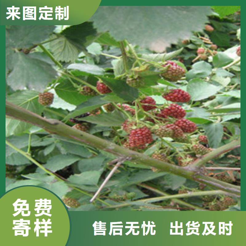 发货速度快的树莓苗批发商